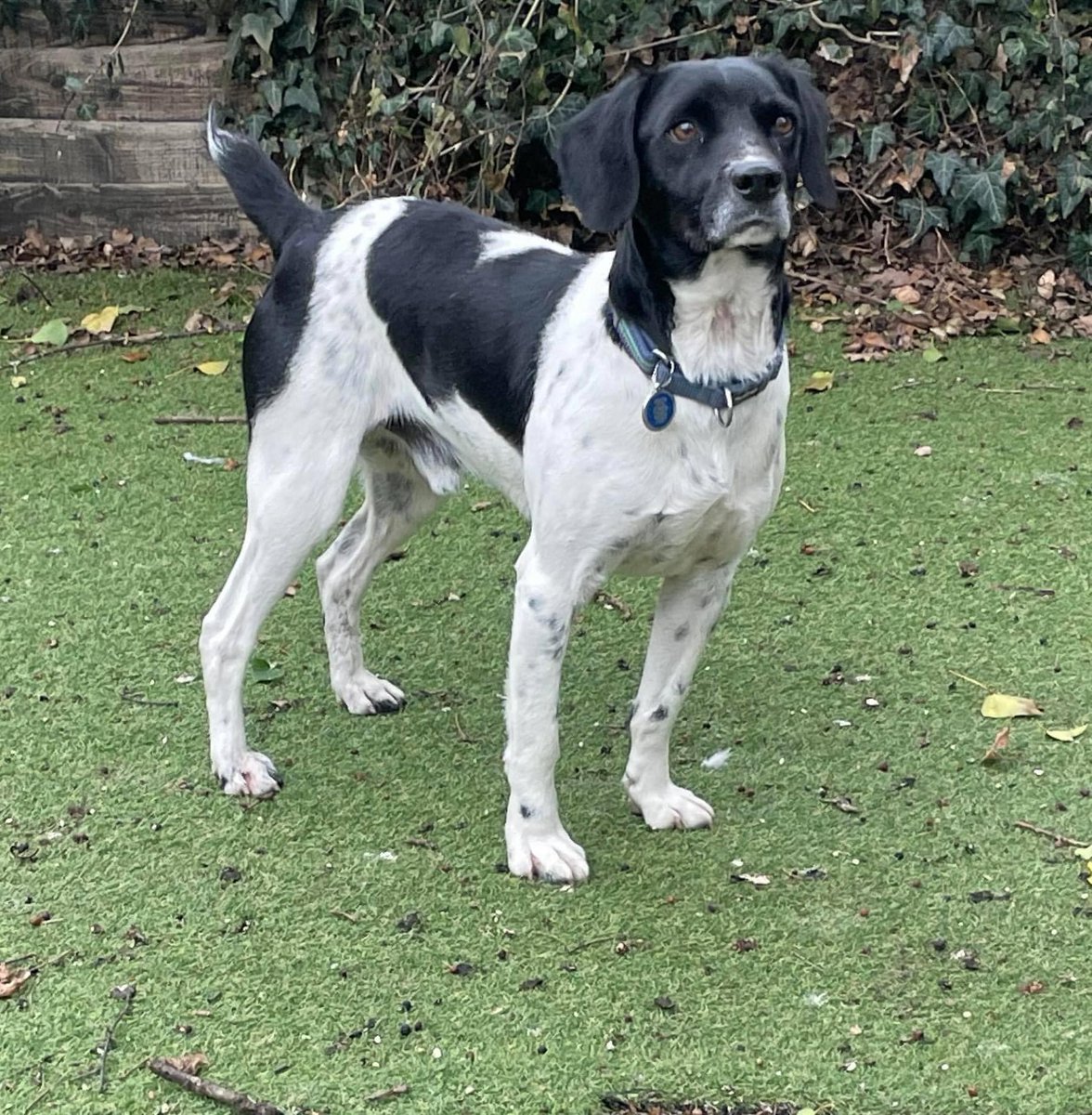 This Beautiful boy is Logan, He is currently 14.25kg and is 4 years old. He loves all people, including children! He is currently in Hemel Hempstead, UK waiting for his forever home ❤️

Please drop us a message if you would like more info on Logan! #HemelHempstead