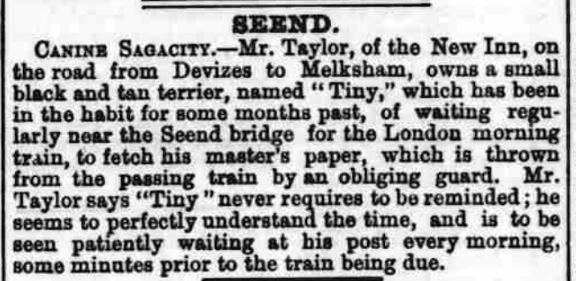 GenealogyJude's tweet photo. My favourite dog is a Jack Russell terrier so I just love this charming story about "Tiny", a small black & tan terrier. He waited for the London morning train near the bridge at #Seend, #Wiltshire to fetch his master's paper, thrown out of the train by an obliging guard. #dogs https://t.co/hVJdto7Oc6