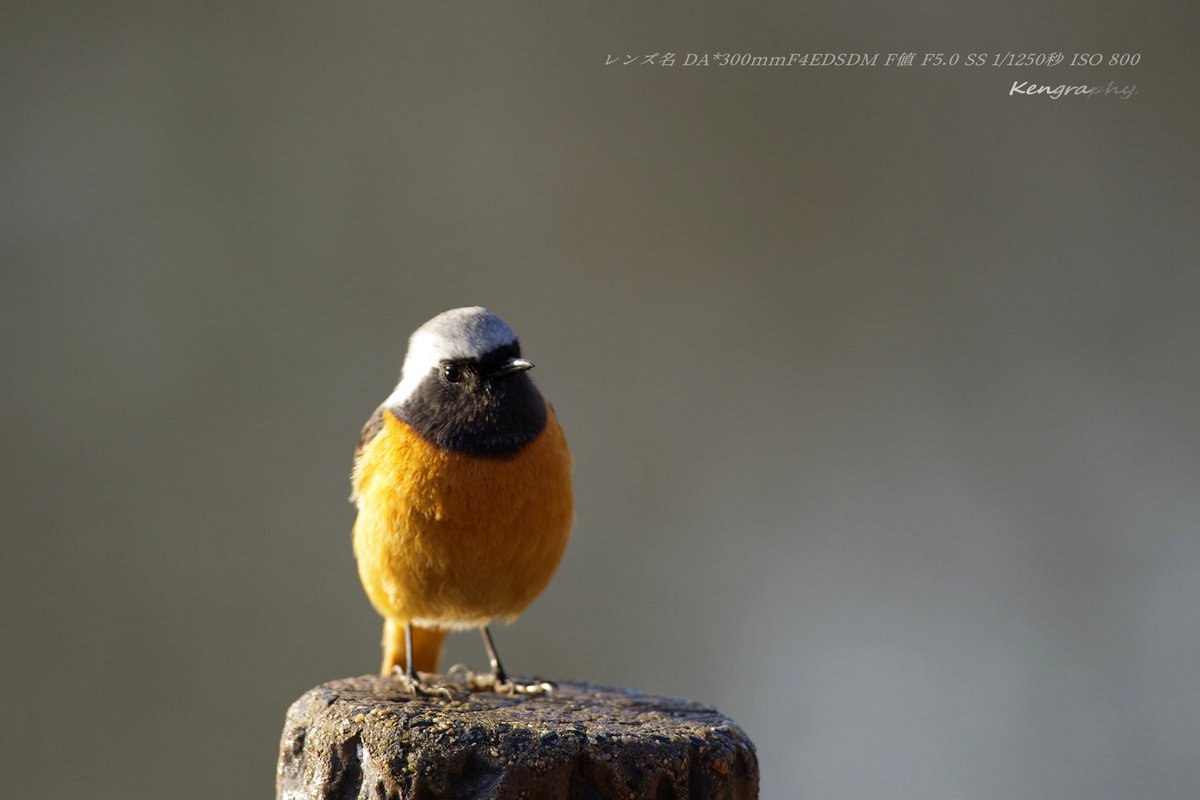 OJu_Ju's tweet image. カッカッカッ♪カッワＥ・・( ＾ω＾)
#銘菓ひよこ