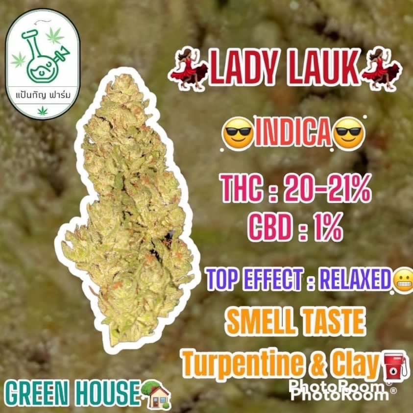 มีแบ่งนะค่ะทักแชทเลยค่ะ #กัญชานอก #cannabis #กัญชาศรีราชา #กัญชาพัทยา #กัญชาบางแสน #cannabisthailand