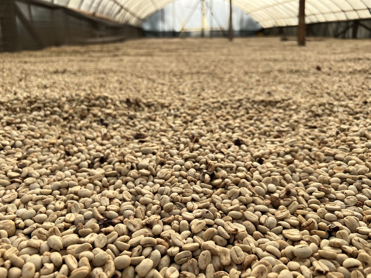 Our 100% arabica coffee is perfect for anytime of the day,  Brazilian beans medium roast,  aromas of walnut &amp; chocolate available in 250g beans or ground order online at marabans.co.uk #coffeebeans #coffeeathome #baristacoffee #marabansuk