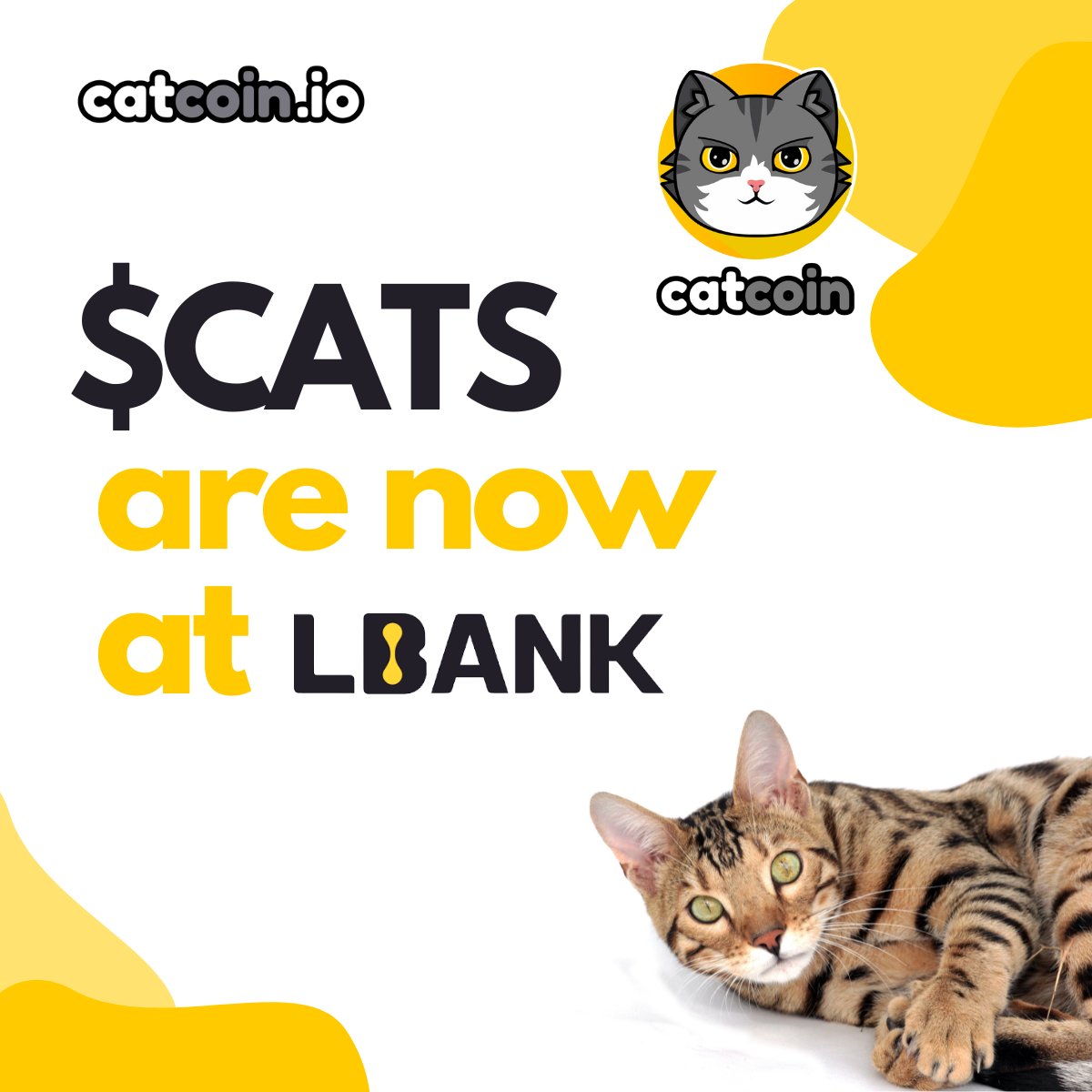 officialcatcoin's tweet photo. #Catcoin has come back to #LBank! 

#CatcoinArmy https://t.co/JHD4YoiOcF