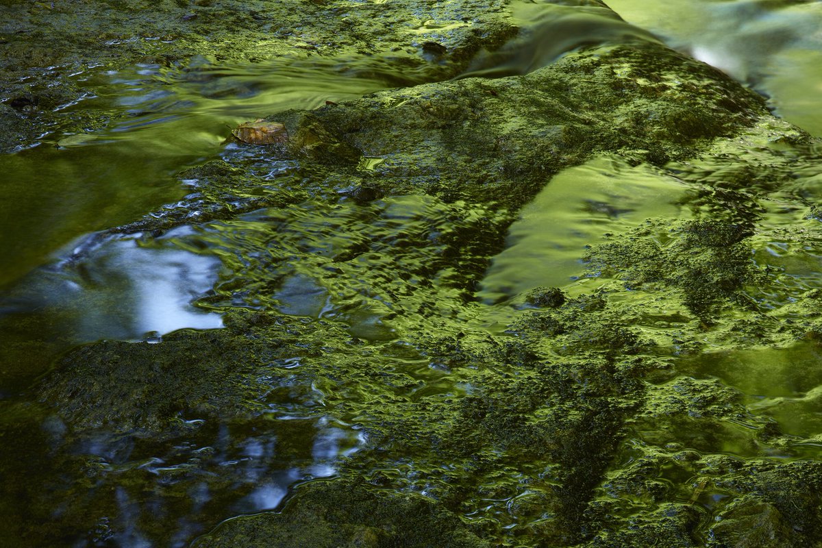 3月8日の13時よりSONYαアカデミー撮影ツアーが告知予定。写真は、只見町恵の森で出会ったブナ林の緑映。#林明輝写真美術館 #Leofoto林明輝LS284CLin #ファインダー越しの世界 #キリトリセカイ #ソニーαアカデミー #東京カメラ部 #日本の絶景 #風景写真 #DesignScape #自然首都只見町の四季 #日本の風景