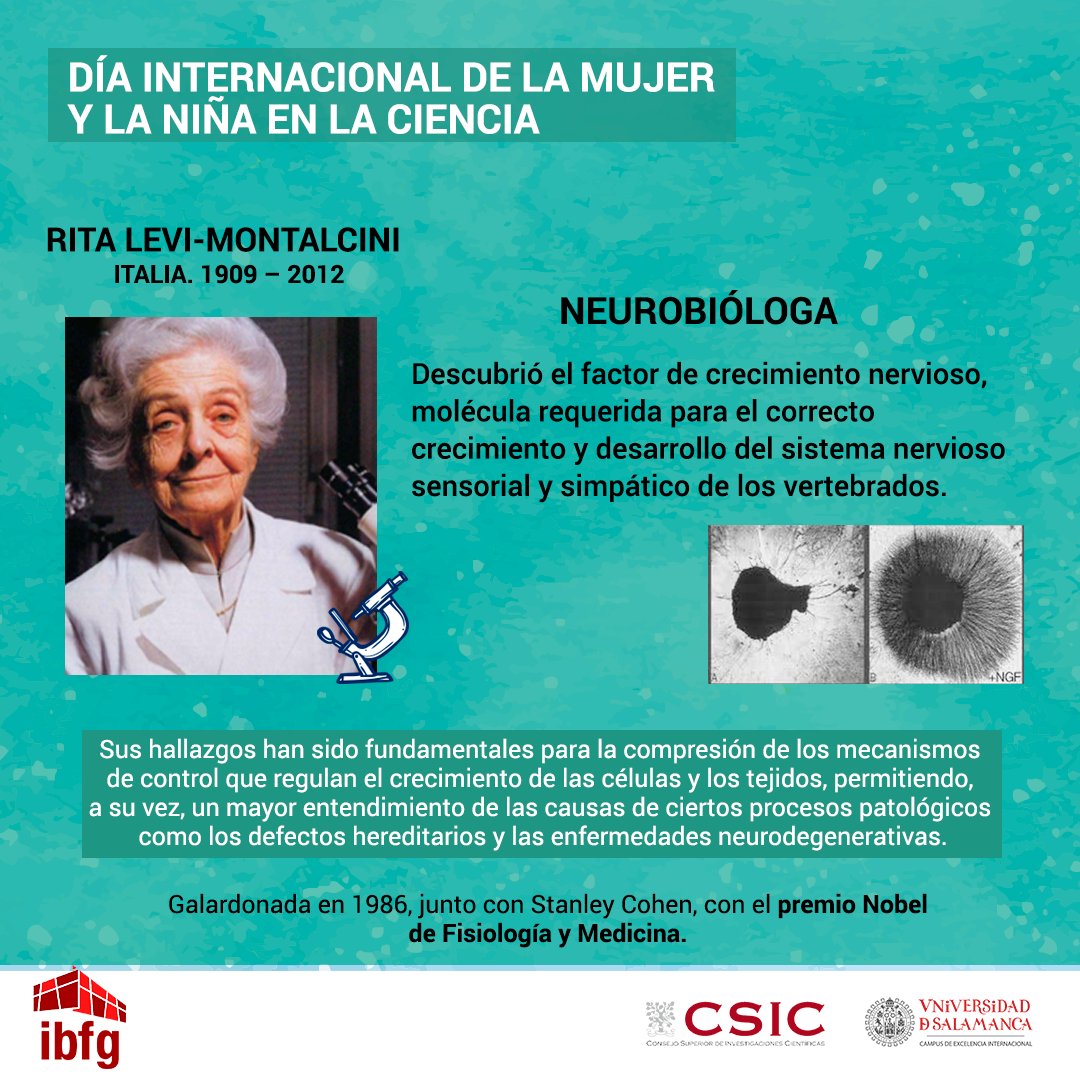 "Conoce a las científicas que influyeron en la investigación del IBFG (XXVI)"
Rita Levi-Montalcini fue una neuróloga italiana que descubrió el factor de crecimiento nervioso. Recibió el Premio Nobel de Fisiología/Medicina en 1986, compartido con Stanley Cohen.​
#11F2023 #11F
