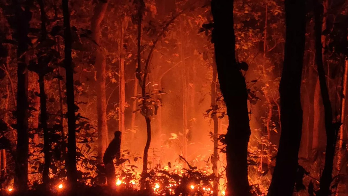 Forest fire control near Kanger Valley National Park

Field staff of Forest Department, Bastar is continuously working to control forest fire. It is a public appeal to stop using fire as a means of foraging forest produce.  #kangervalleynationalpark #kangervalley #fireseason2023