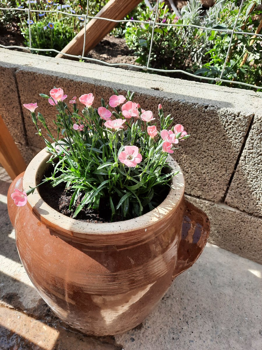 MagnoliaFrance's tweet image. Beautiful day here in #Azille the #garden it is then