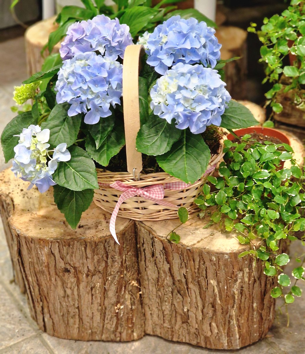 Whether it's for a birthday, anniversary, or just because, a bouquet of fresh flowers is always a thoughtful and appreciated gesture. So why wait? Follow us now! Treat yourself or someone special #flowers #springvibes #giftideas #Mothersday2023  #shoplocal