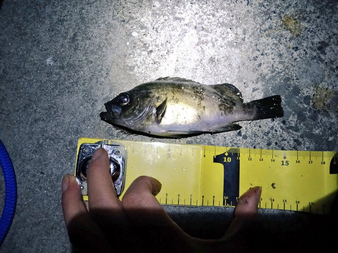 うーん、リリースサイズ 