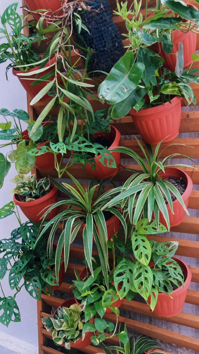WoodNGreen's tweet photo. Hanging plants installed by @WoodNGreen  #accraplantshop https://t.co/lZkkOfP4z7