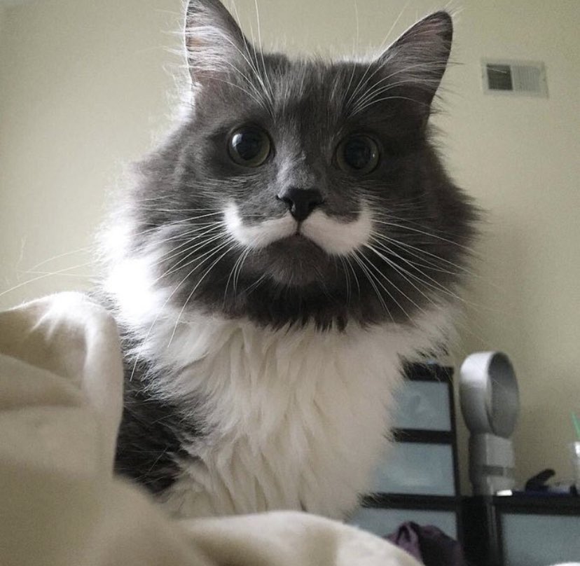 Take Meow Hand tweet media
