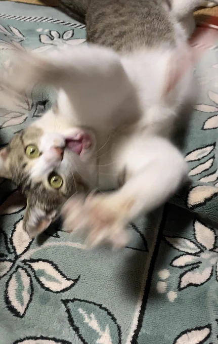 あらぶるねこ 