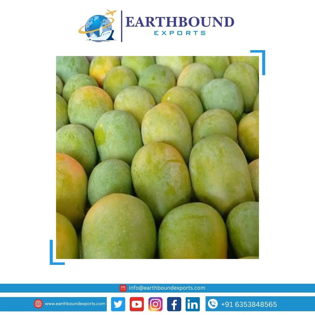 Earthbound_expo's tweet photo. We have ready stock of Alphonso mango for exports. 
.
.
.
Contact us:- ( WhatsApp) +91 6353848565
Email:- info@earthboundexports.com
Google:- https://t.co/Ekg1oFJkGA
Facebook:- EARTHBOUND EXPORTS

#earthboundexports #maharashtra #mango #alphonso #ratnagiri #indianmango https://t.co/70npnzY5jJ