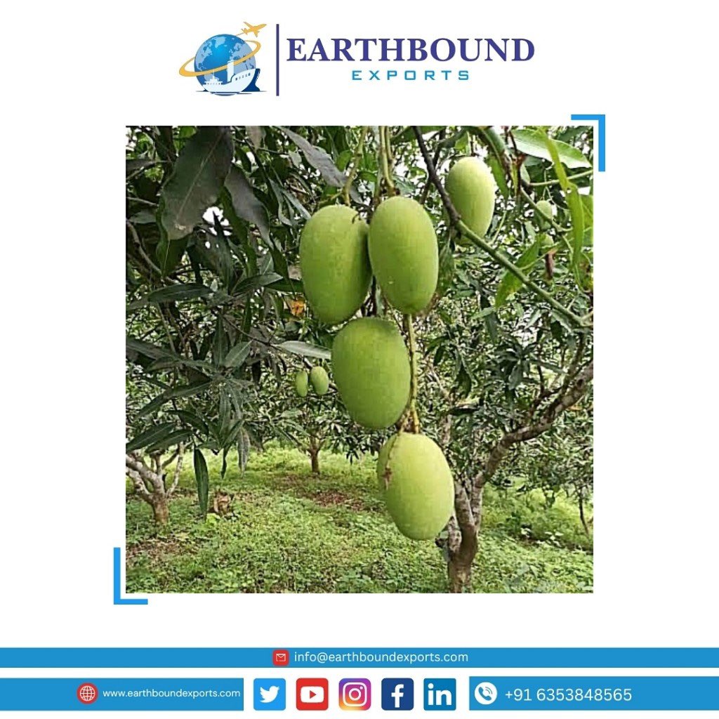 Earthbound_expo's tweet photo. We have ready stock of Alphonso mango for exports. 
.
.
.
Contact us:- ( WhatsApp) +91 6353848565
Email:- info@earthboundexports.com
Google:- https://t.co/Ekg1oFJkGA
Facebook:- EARTHBOUND EXPORTS

#earthboundexports #maharashtra #mango #alphonso #ratnagiri #indianmango https://t.co/70npnzY5jJ