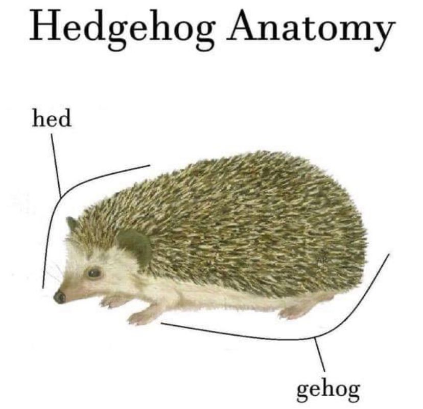 FalcyHedgehog's tweet photo. Hey, there's something important you guys need to know about me https://t.co/iFhaDC3LXq