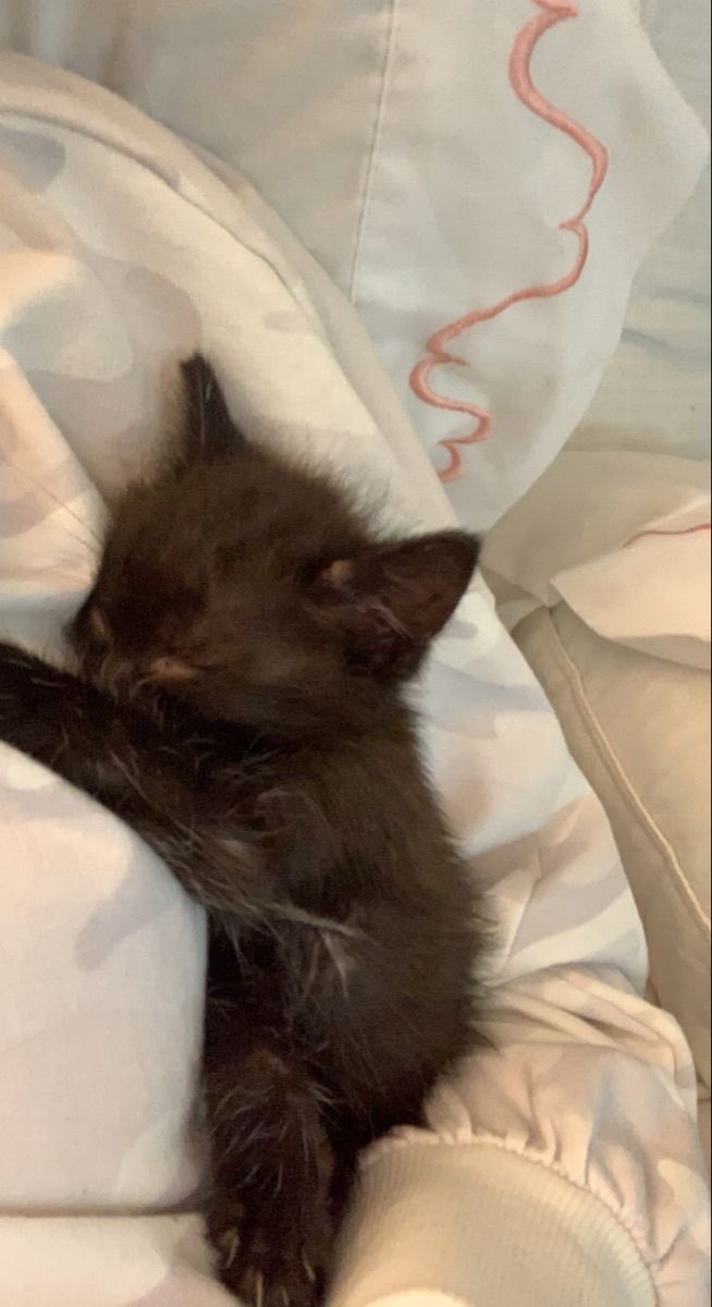 humbabykitten's tweet photo. smnnzzlknmmnnnnmzzzzssszsszmnmk  mimimimimimimimimimi ..., https://t.co/nrNyMS0oMI