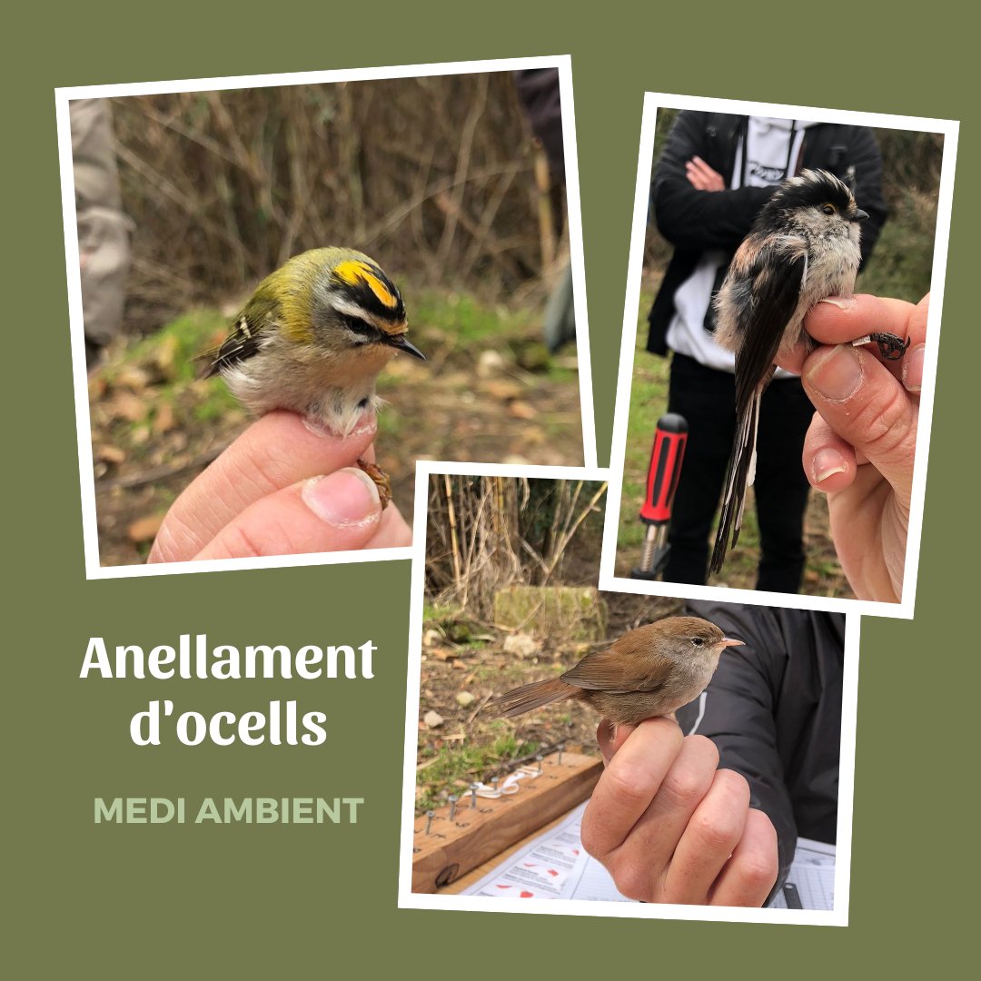 Goiteu! 📸 a dalt a l'esquerra tenim un bruel, a la dreta una mallerenga cuallarga i, a baix, un rossinyol bord. 🐦💚

En l'últim anellament científic d'ocells al Campus de la <a href="/UABBarcelona/">Universitat Autònoma de Barcelona</a>  i en el qual van participar voluntàries de la FAS es van marcar aquestes aus🍃🙌
