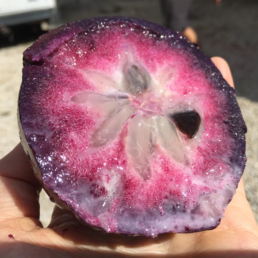 RareFruit_PB's tweet image. Amazing fruits you may never heard of:

CAIMITO (STAR APPLE) 
GROWING IN THE FLORIDA HOME LANDSCAPE

edis.ifas.ufl.edu/publication/HS…

Just One of the Many Varieties of Exotic Fruits for Sale March 25.

#rarefruit #rarefruittrees #rarefruits #gardening #plantsale #healthyfood #growyourown