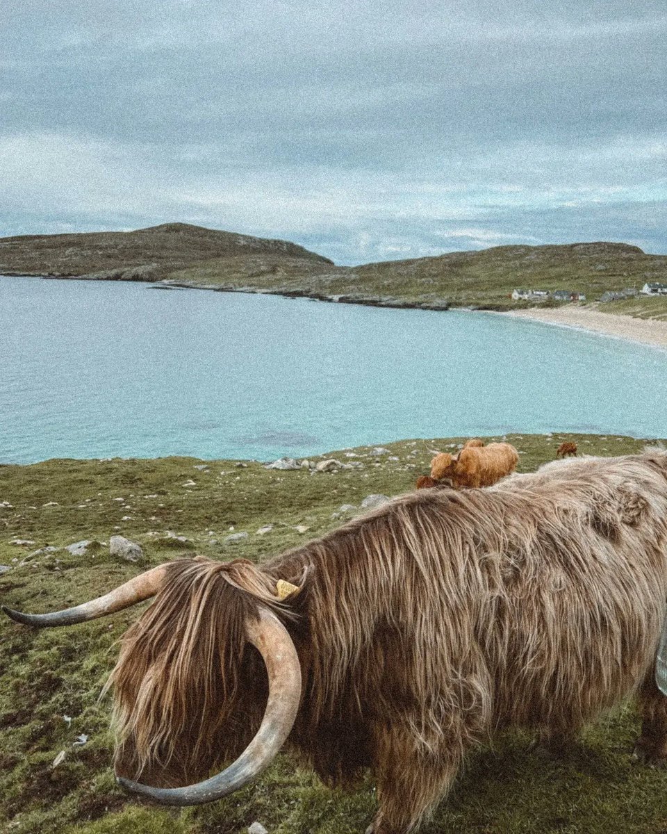 ScotsMagazine's tweet photo. What's more stunning? This coo or Huisinis beach on the Isle of Harris? 

Great shot by Charlene and Dec: https://t.co/rUgLhjfpEJ 

#scotsmagazine #isleofharris #scottishbeaches https://t.co/MjtWIIHz2V