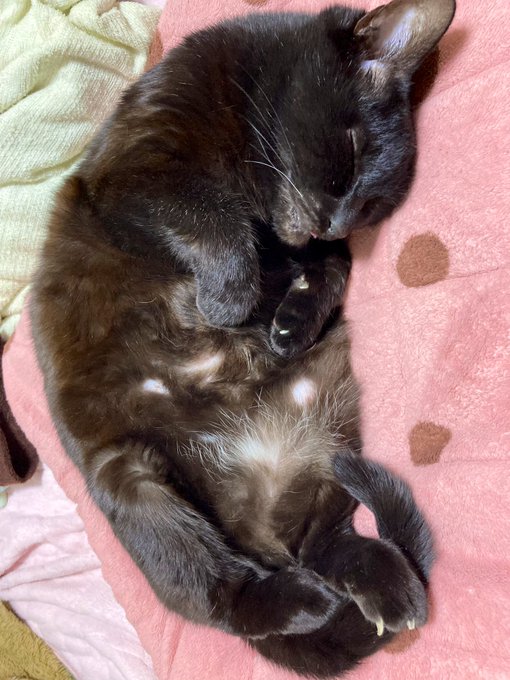 黒きもしゃもしゃ 