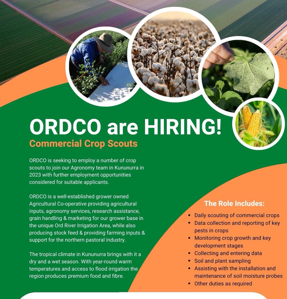 Our Agronomy team at ORDCO are on the look out for some superstar crop scouts for the season. If you or someone you know is looking for a fun and diverse role, working in a great location and a supportive team please reach out or share this post 🌽