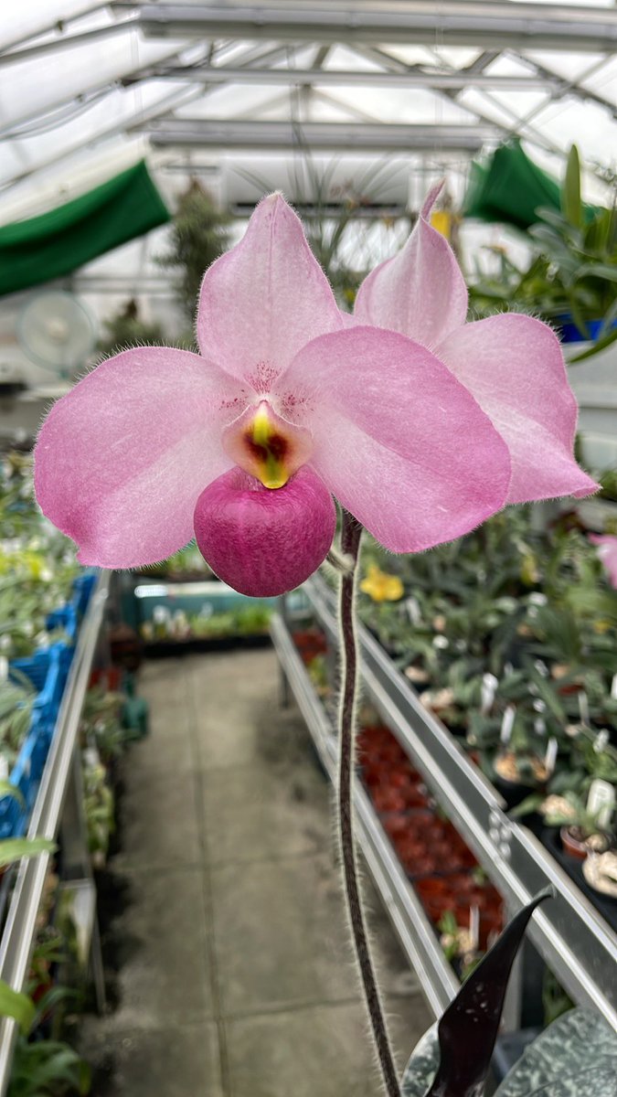 Paphiopedilum Ho Chi Minh - love the colour and shape #paphiopedilum #eliteorchids #orchids #orchidee #plantsofinstagram #orchidsofinstagram #plantsforsale #orchidsforsale