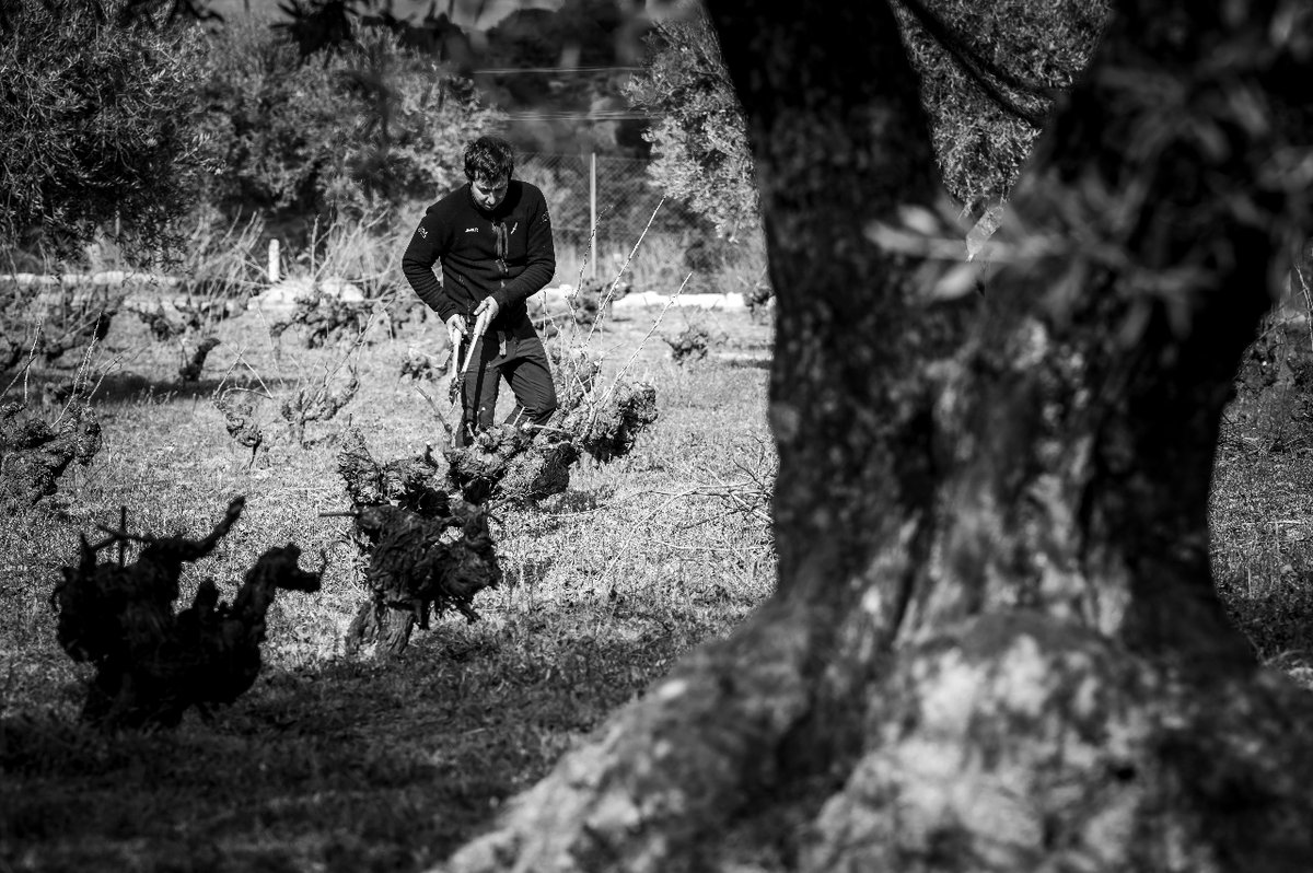 Continuamos con la #poda de nuestra viña siempre bajo el compromiso de minimizar nuestro impacto en el entorno y respetando al máximo este paraje que nos maravilla. #Marañones