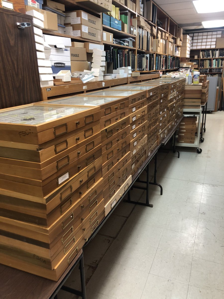 Robert Anderson (@theognete) on Twitter photo Last day in Gainesville at the FSCA. sorted 80+ drawers of mostly #neotropical #weevils. Thanks to Paul Skelley, <a href="/keeldish/">Kyle</a>, <a href="/carpophilus/">Gareth Powell</a>, <a href="/dr_firefly/">Oliver Keller Ph.D.</a>. Great trip and I’ll be back!!! Nearctic is next year. @ColeopSoc <a href="/EntCollNet/">Entomological Collections Network</a> <a href="/MuseumofNature/">Museum of Nature</a> Last day in Gainesville at the FSCA. sorted 80+ drawers of mostly #neotropical #weevils. Thanks to Paul Skelley, <a href="/keeldish/">Kyle</a>, <a href="/carpophilus/">Gareth Powell</a>, <a href="/dr_firefly/">Oliver Keller Ph.D.</a>. Great trip and I’ll be back!!! Nearctic is next year. @ColeopSoc <a href="/EntCollNet/">Entomological Collections Network</a> <a href="/MuseumofNature/">Museum of Nature</a>