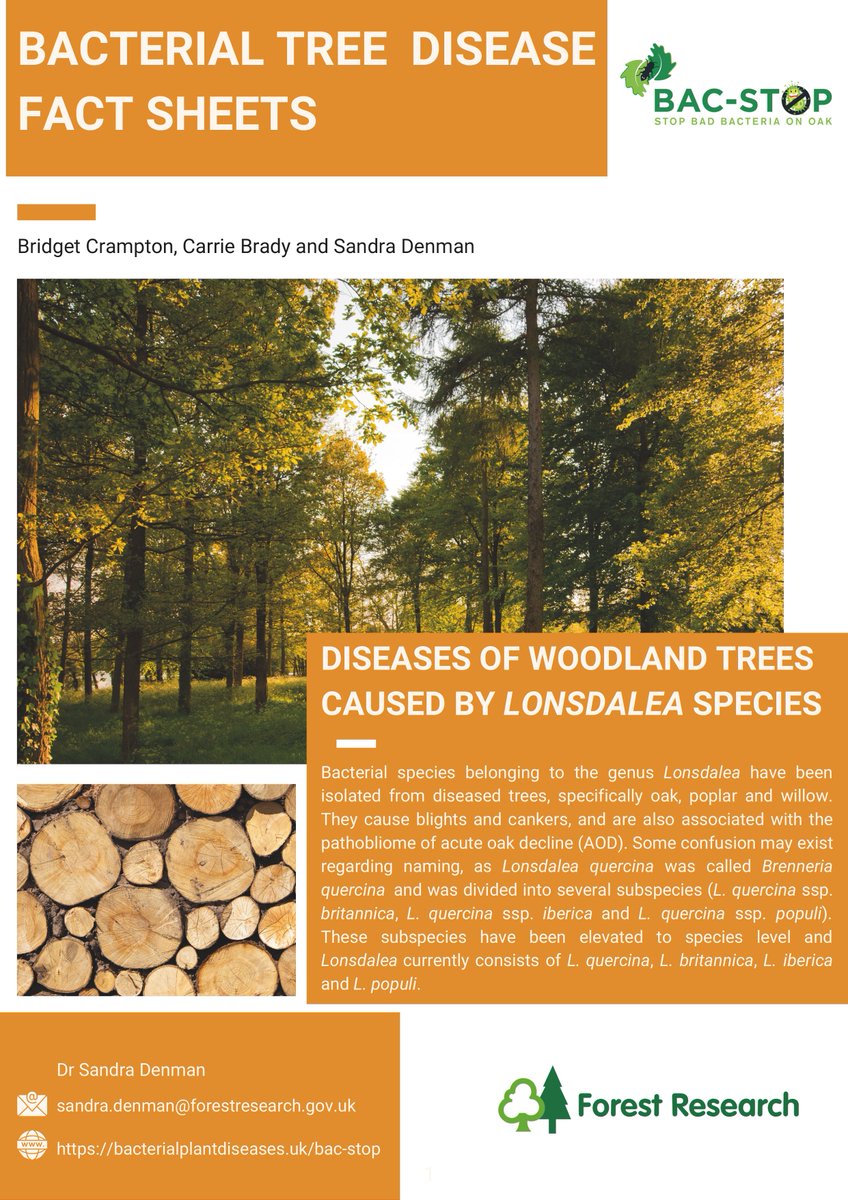 The #BacStop team have created some new tree diseases factsheets 🌳🦠 this time focussing on diseases caused by the genus #Lonsdalea. This includes Lonsdalea quercina which is implicated in #acuteoakdecline. Download them here 👉bacterialplantdiseases.uk/new-lonsdalea-…