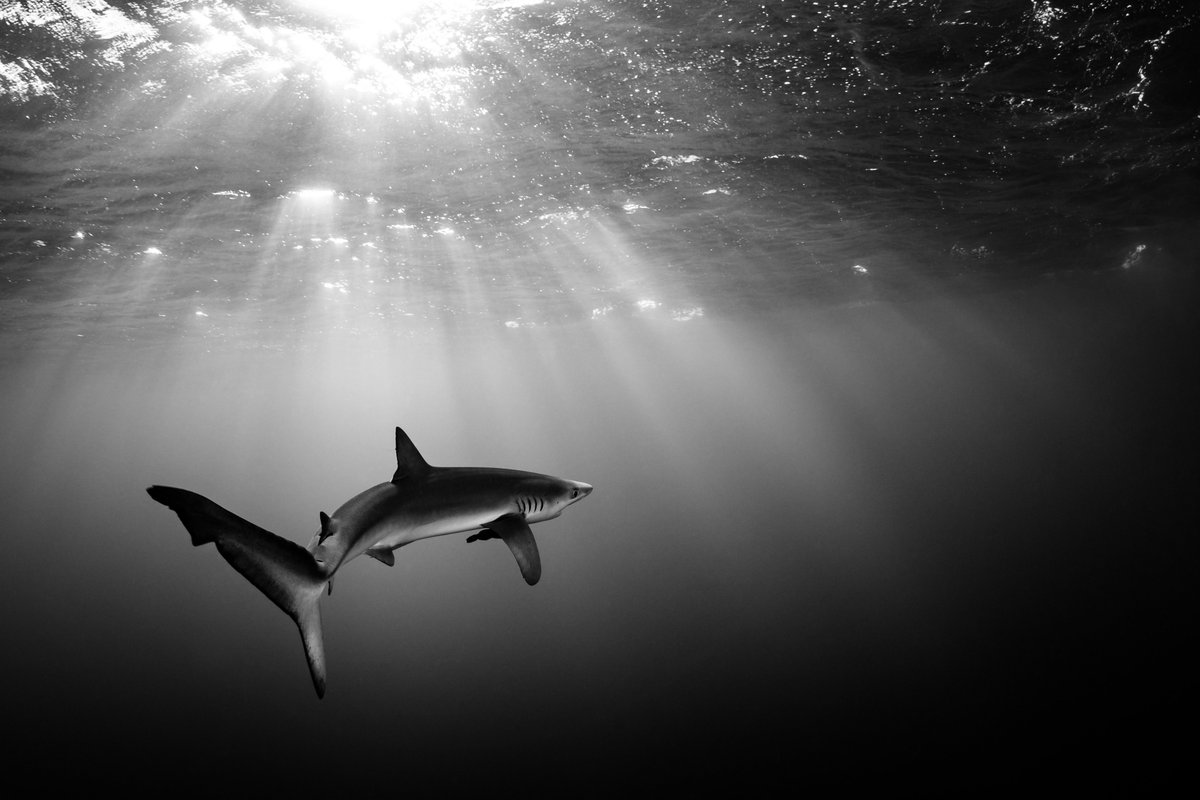 sharks_u_attack's tweet image. GREAT NEWS!🌊💙

The UN has finalised the High Seas Treaty, which will protect marine life beyond national jurisdiction. 

This is a huge step forward for shark &amp;amp; ray conservation, as these species often migrate through areas that are currently unprotected. 

#HighSeasTreaty
