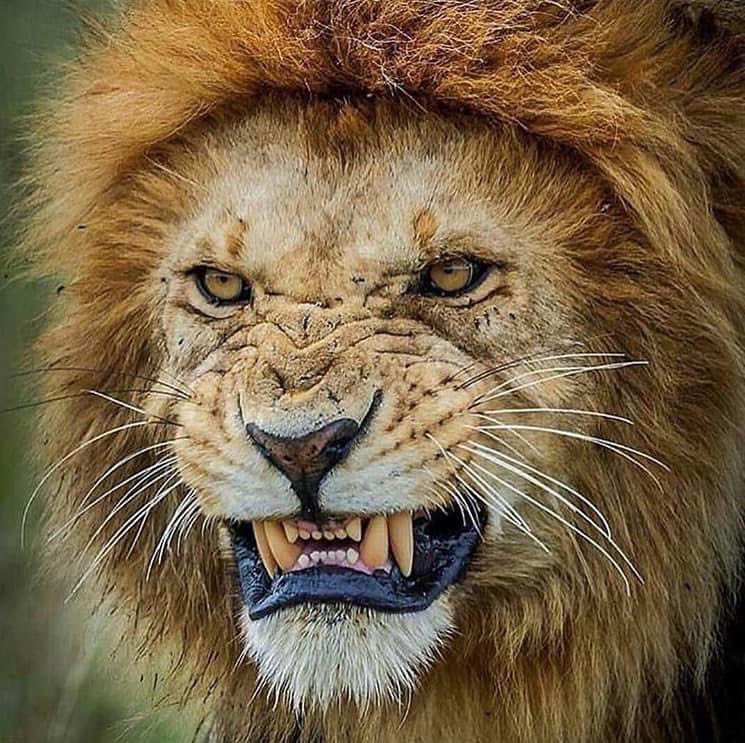 scotty_coach35's tweet photo. Congratulations to @_colenash and @HENRY_NoJohn on benching 315 and moving up the board yesterday! #LionStrong https://t.co/vWYMFhI87J