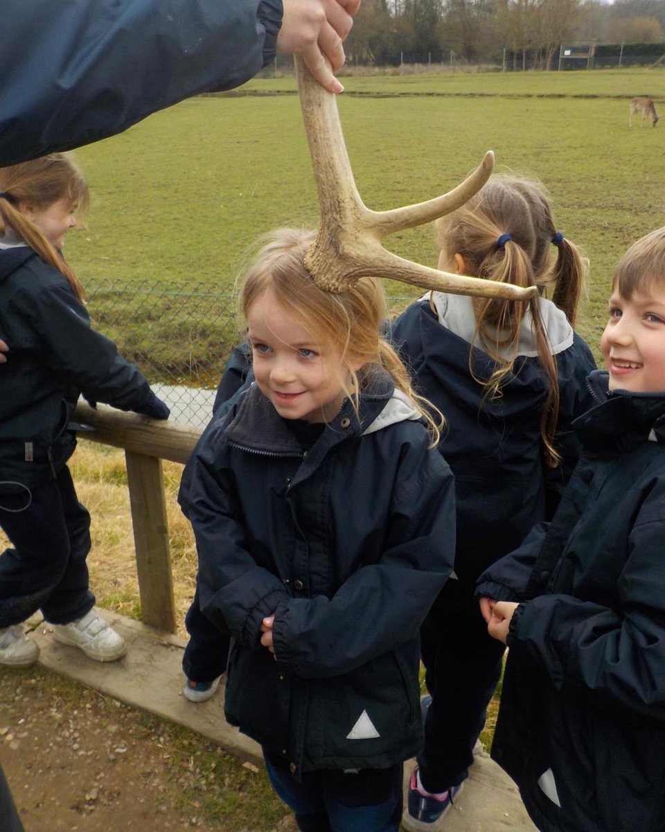 Year 1 had so much fun yesterday when they visited the British Wildlife Centre. These antlers were almost as big as them!🦌🌿 #britishwildlife #schooltrip