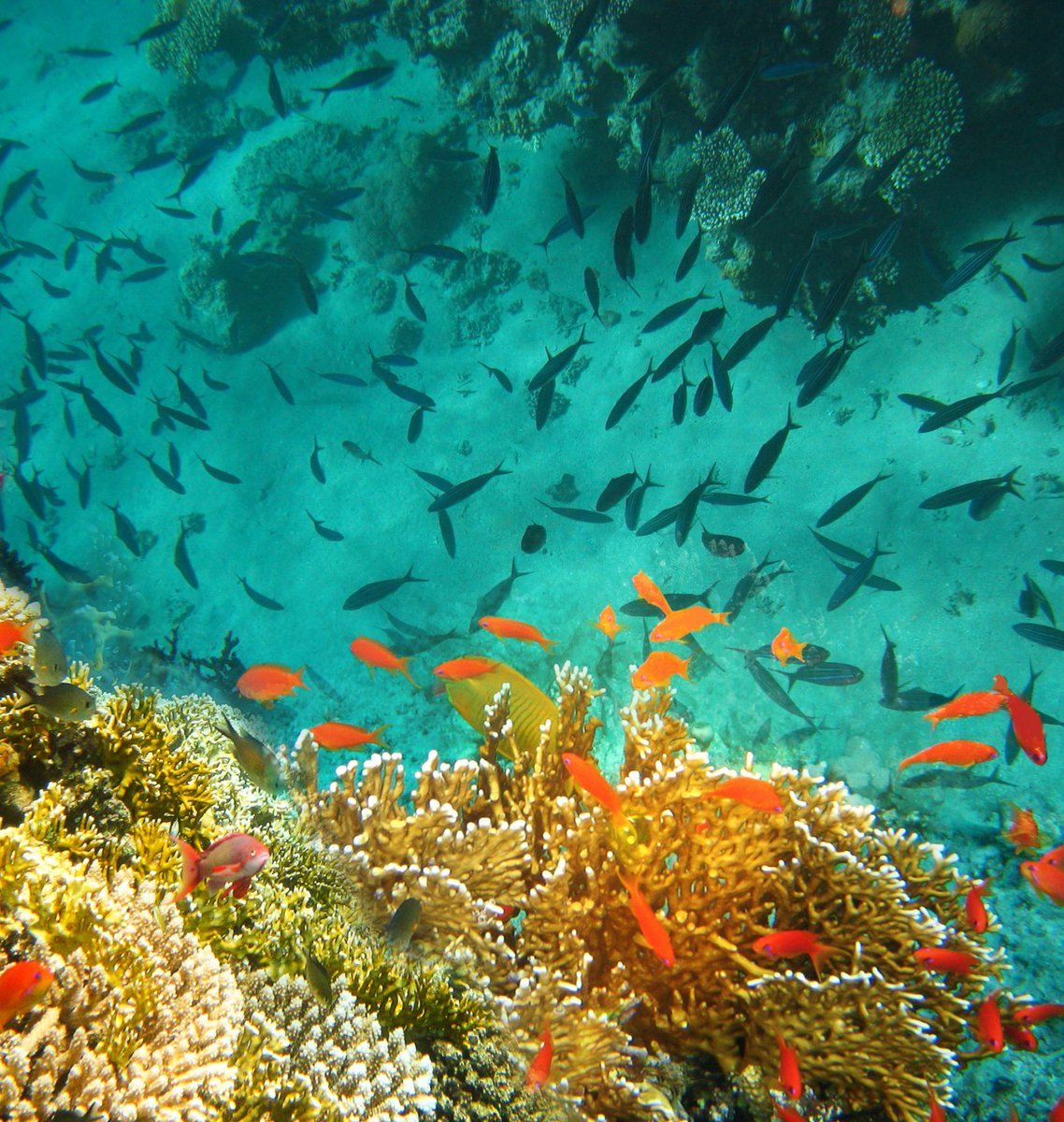 LMPositif's tweet photo. 🌍 Les Etats membres de l'ONU viennent de signer le premier traité international de protection de la haute mer. Cet accord historique va permettre de mieux protéger la diversité biologique marine dans les eaux internationales ! 💙 (France info) https://t.co/5PZ9X4Oiwt