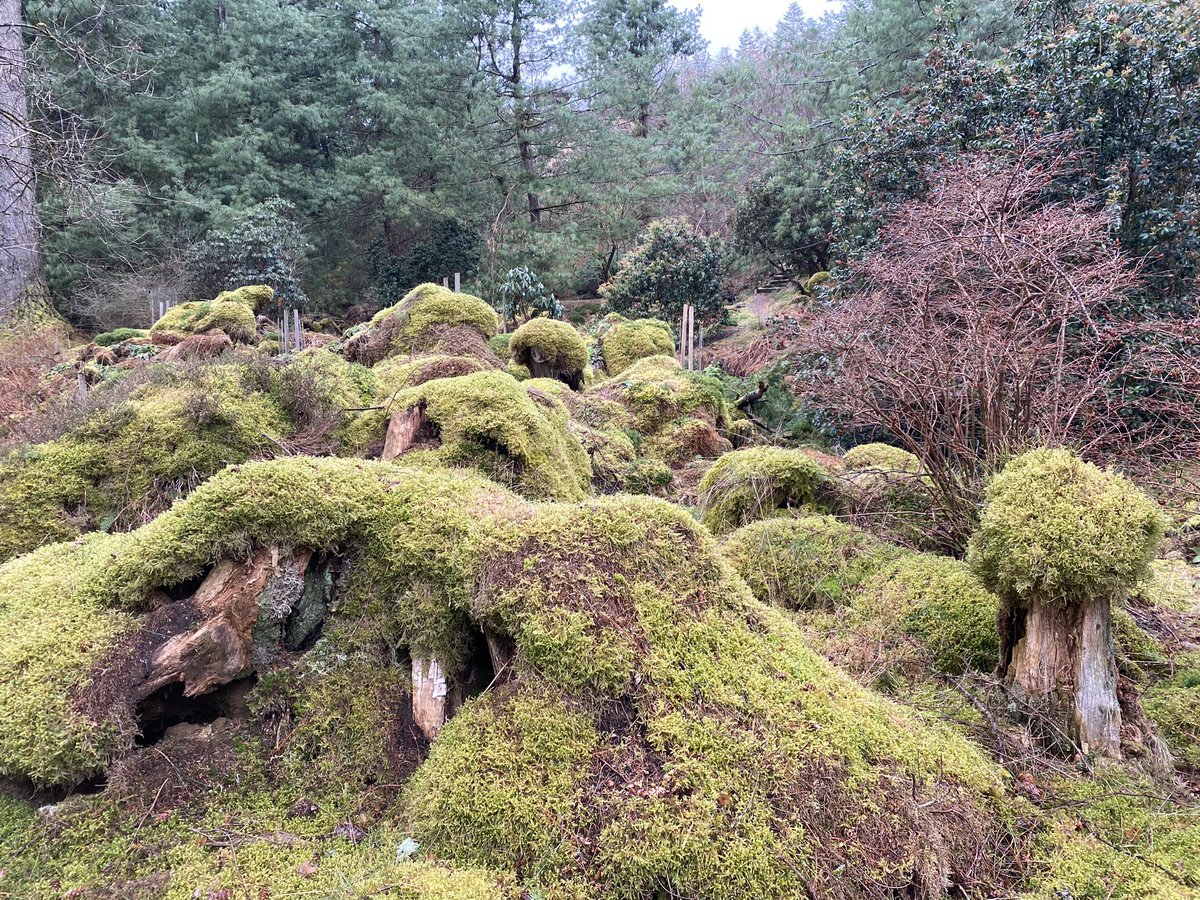 Amazing Benmore #botanicgardens in #Argyll #Scotland looking beautiful in early March sunshine with a few snow flurries. @BenmoreBotGdn @visitargyll @Argyll_IslesApp @dunoonisawesome @VisitCowal @cowal