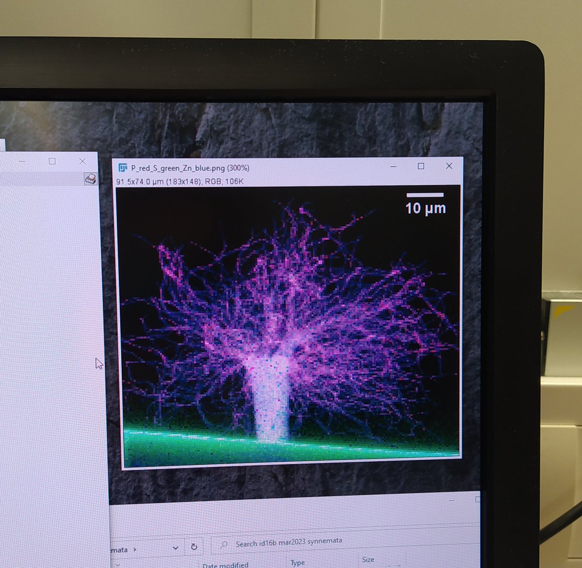 MicroBioMin's tweet photo. After our ID16B beamtime @esrfsynchrotron, safe to say we walk away with amazing images and data! Shown here is one bacteria tree on agarose (S - green🌱, P - red 🍒, Zn - blue🪵) #bacteria #colony #metals https://t.co/rFsey9X7vl