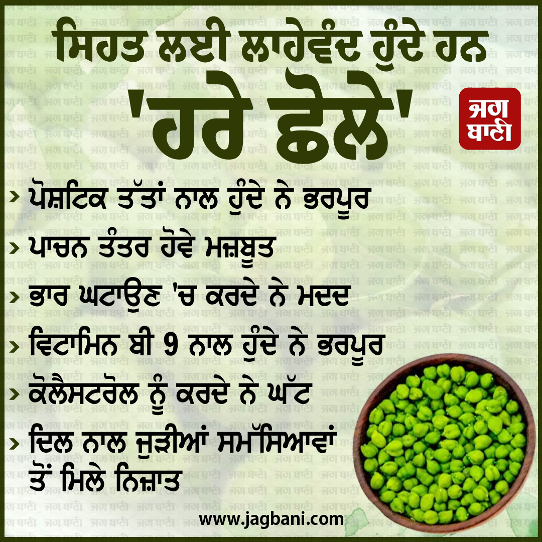 JagbaniOnline's tweet photo. ਸਿਹਤ ਲਈ ਲਾਹੇਵੰਦ ਹੁੰਦੇ ਹਨ 'ਹਰੇ ਛੋਲੇ'
#HealthTips #GreenChickpeas #BeneficialHealth #Nutrients #DigestiveSystemStrong
#ReducingWeight #Jagbani https://t.co/Zshas3ggYr