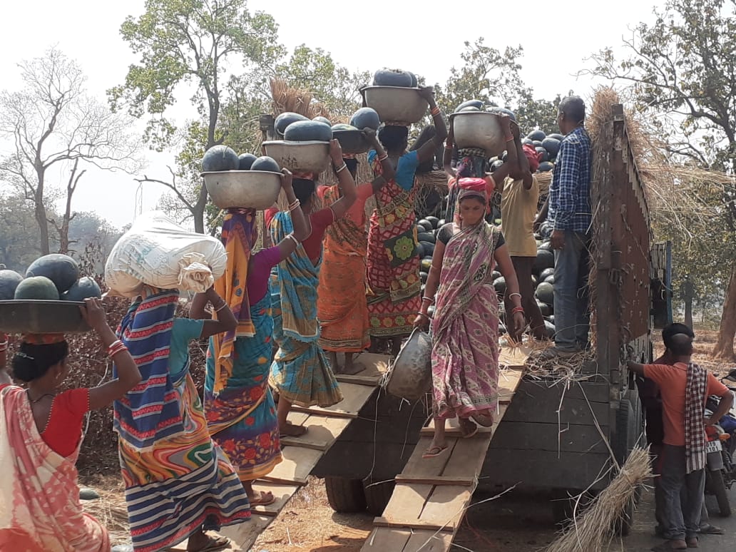 apc_program's tweet photo. This year, watermelon has been promoted in 534 acres following cluster approach by APC Pallahara, Angul. 

As a result, farmers have sold 294.6 MT watermelon through collective marketing in major markets of Odisha, Ranchi and Howrah,earning Rs. 23.01 lakh till date. 
@angul_dm https://t.co/1Vul3fwSO3