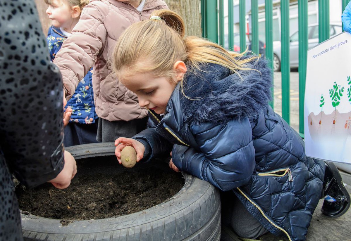 Saved by the bell!: Schools to grow their own spuds thanks to industry backing. potatoreview.com/features/