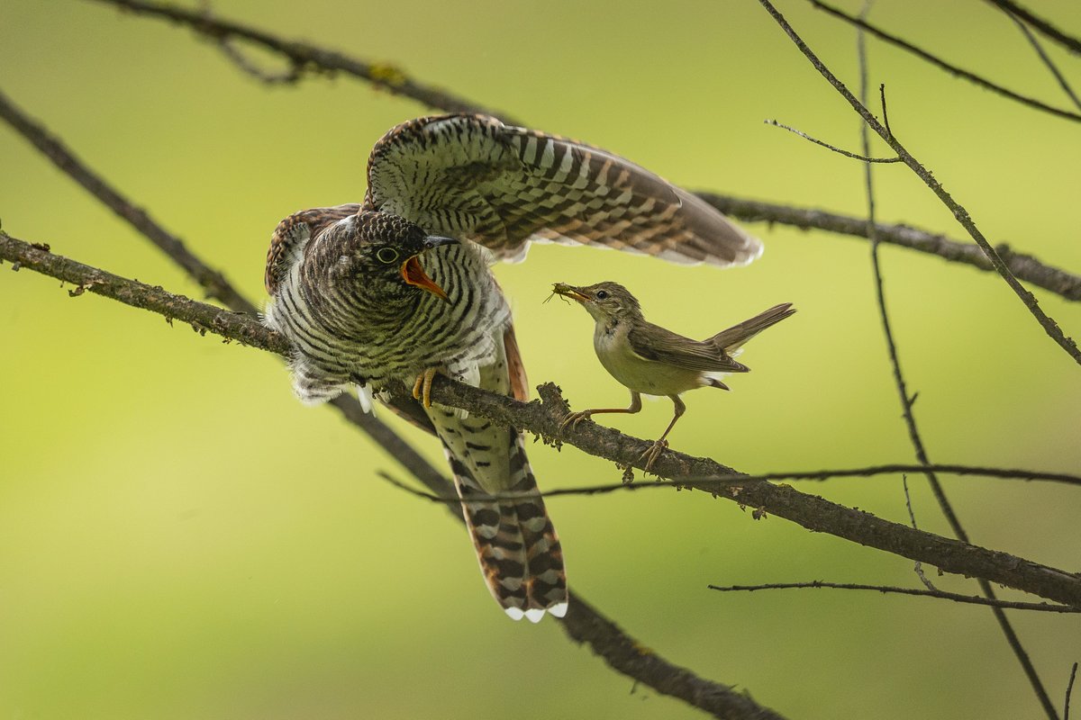 A small #bird feeding a young Cuckoo. #birdphotography #wild #nature