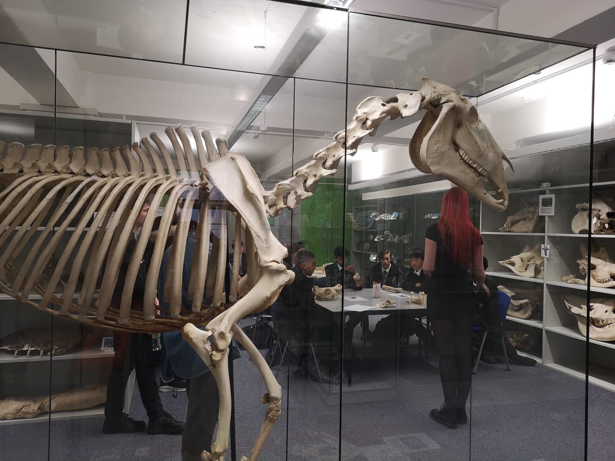 AimHigherLSouth's tweet image. What a fantastic visit @carshaltonboys are having at @RoyalVetCollege , touring the campus, attending a lecture, learning all about bones, unusual specimens and more at the number 1 university for veterinary medicine in the world! #UniConnect #veterinarymedicine #HigherEducation