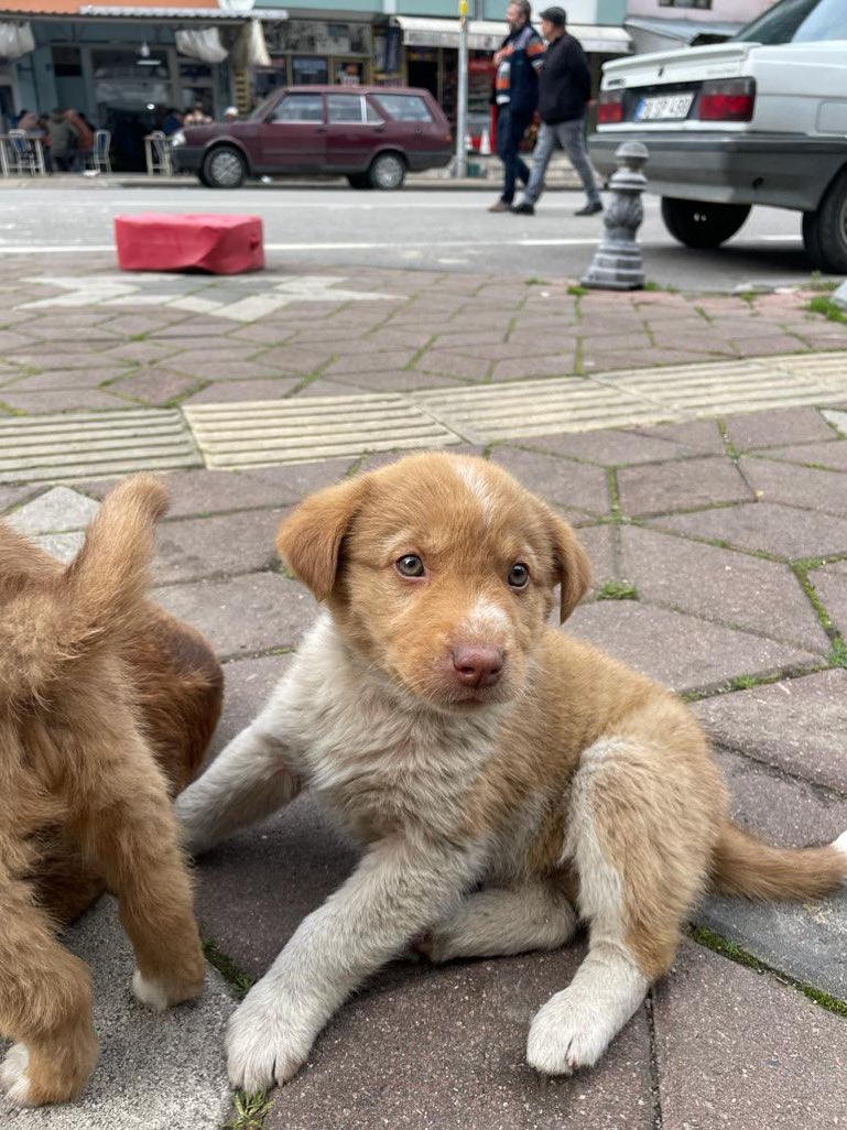 Anneleriyle birlikte sokakta yaşamaya çalışan bebeklere geçici kalıcı yuva / korumaya alınması gerekiyor Zonguldak’talarmış var mı güzel insanlar ?