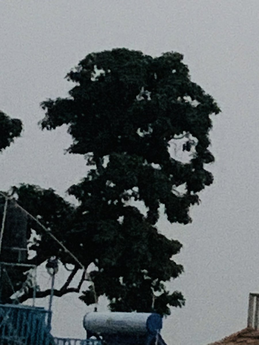 BandanaPathak's tweet photo. Just took this picture of a tree. Stare at this for full 10 seconds. What does it look like? https://t.co/qiHkhb1gTs