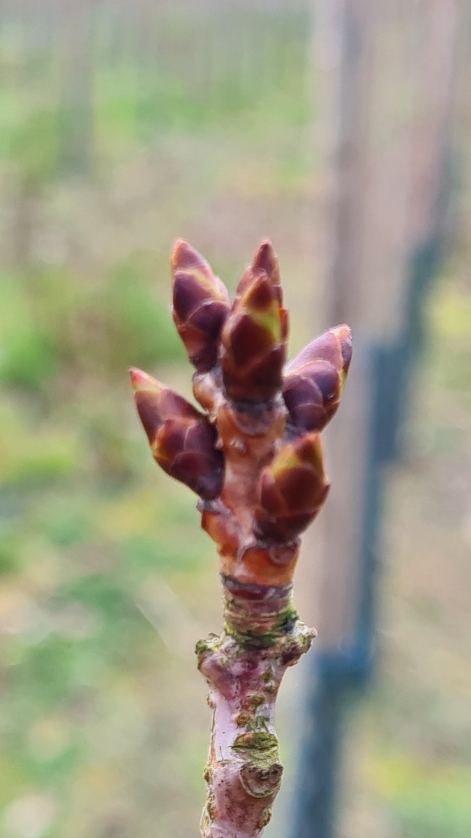 IrishTreeCentre's tweet photo. Tree Quiz Tuesday 

Do you think you can identify these trees from their buds/flowers? All welcome #springishere

Answers on Wed😀

#gardeners #spring #trees #botanical #gardening #maturetrees #treesforsale 
Call 0868495993 or visit https://t.co/eNzM6Gynje https://t.co/kyPghoiWDr