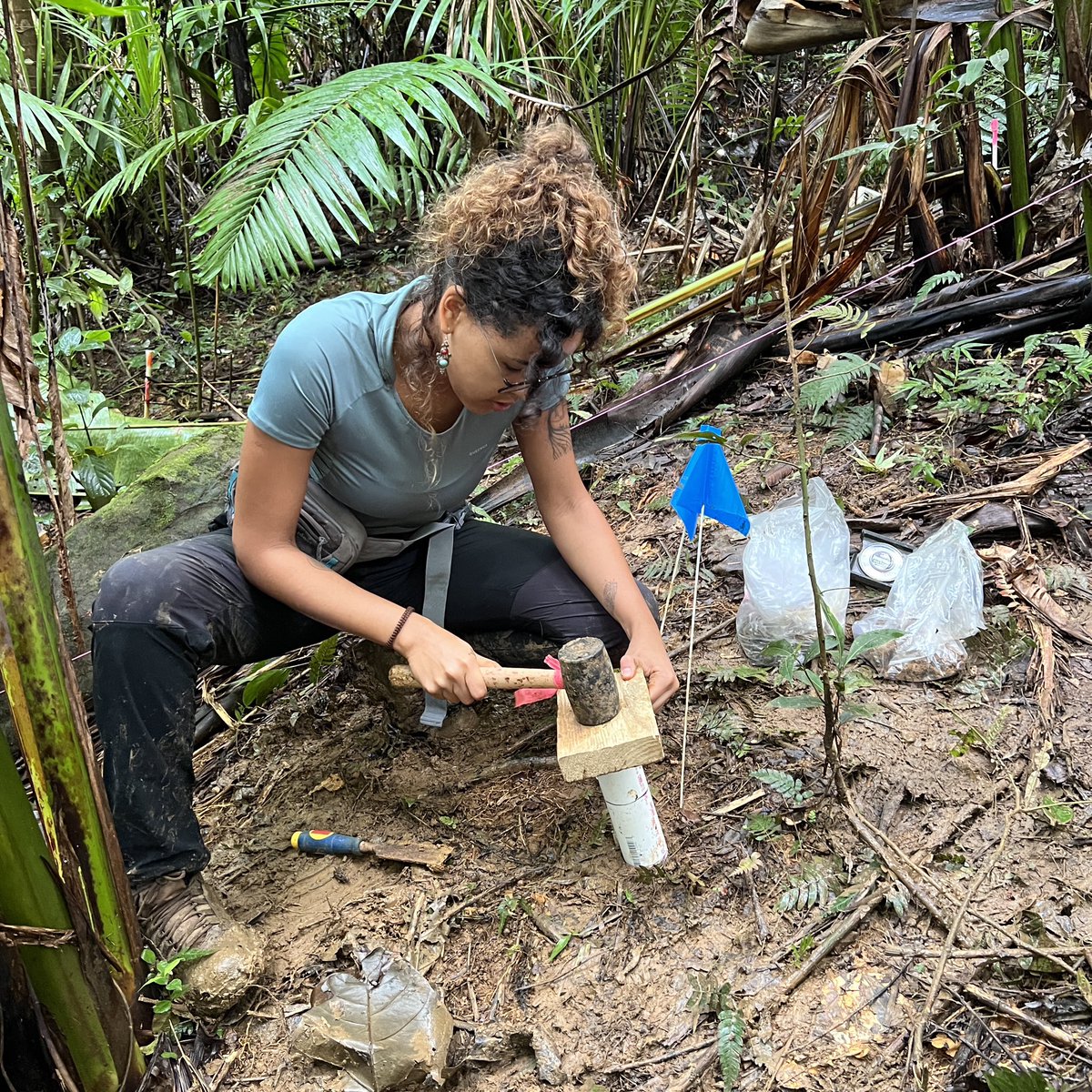 ForestWarming's tweet photo. This kind of field work is hardCORE! 🔨🌱

University of Hamburg graduate student Carol Miron led the TRACE field team to the Drought Experiment at El Verde Field Station to install minirhizotron tubes as part of her PhD work. https://t.co/WscxPHvqfw