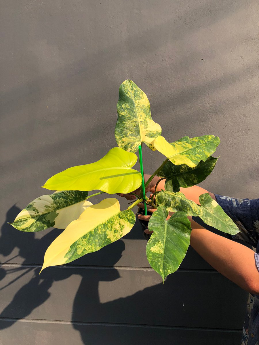 TT_plantstore's tweet photo. 🌱Philodendron Domesticum Variegated

Tonmong Tonmai 🪴 Rare plants, variegated plants shop 🇹🇭
✈️ Worldwide shipping
 Please  https://t.co/iNsRxJGkyv 

#Philodendrondomesticum #philodendron #domesticum #aroid #plants #planttwitter #rareplants #indoorplants #plantgarden #garden https://t.co/CQ9LjV6R3n