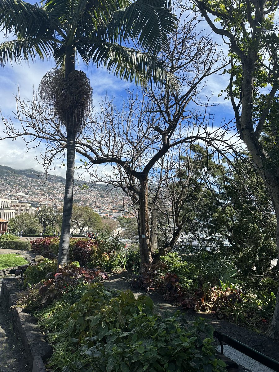 QuintaSaraiva's tweet photo. Good Afternoon Funchal 🌸☀️

#madeira #sun #views #travel #island #hotel #rural #placetostay #visitus #travelling https://t.co/42ZQS4VYNu