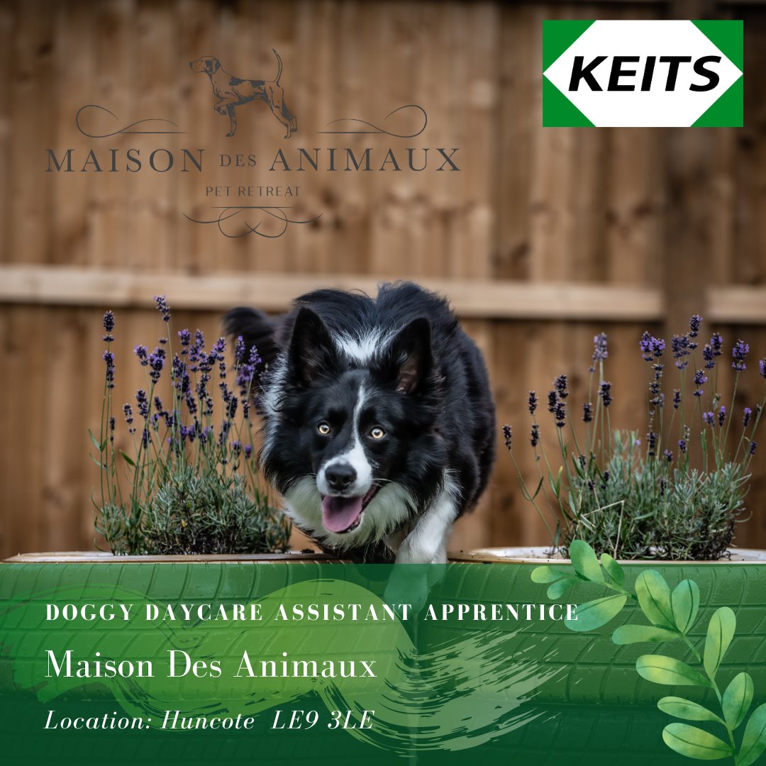 Maison des Animaux - Doggy Day Care & Homeboarding are looking for a new apprentice to join their busy team!

Apply now👉 keits.co.uk/apprentice_vac…

#jobswithdogs #workingwithanimals #jobsinleicestershire