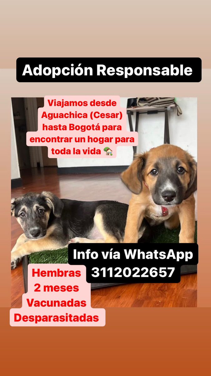 Triiiich's tweet photo. Amigos populares en twitter ¿me ayudan a encontrar un hogar responsable y maravilloso para estas bebés? Solo tienen que darle RT. 🌈🐣 https://t.co/psjEboGSu6