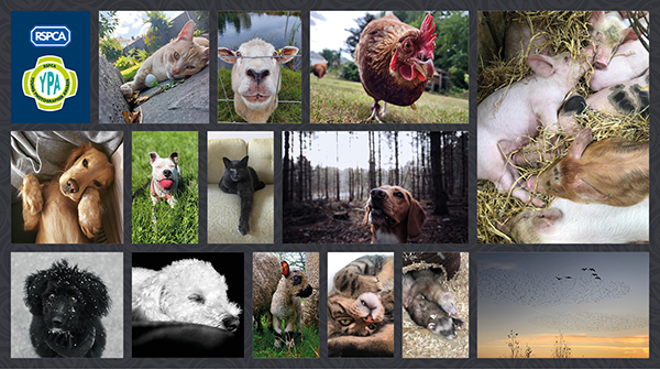 📸🤳 Voting for #RSPCAYoungPhotographer Awards People's Choice category is now open! 14 pawesome images were shortlisted in the Mobile Phone & Devices, Pet Personalities and Pet Portraits categories, now it's time to have your say! 🐾 Cast your vote: bit.ly/3ZvNUkY ☑️