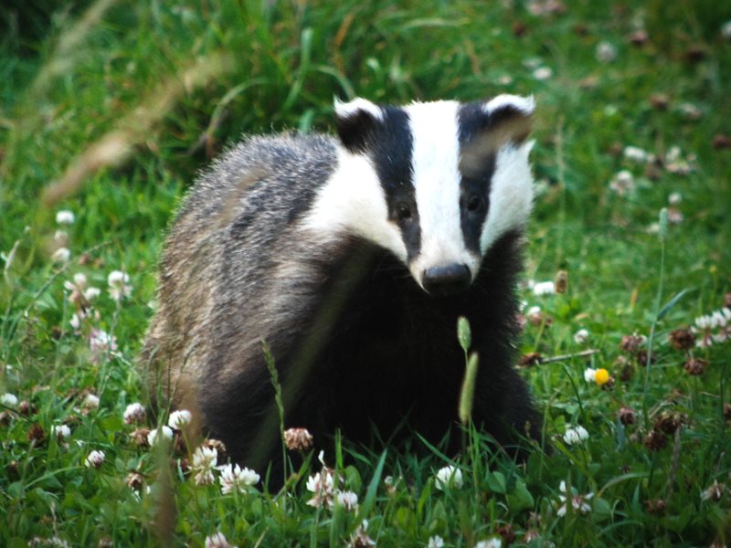 We have a 2-year postdoc in @atu_ie using non-invasive genetics to estimate badger population size/density in Ireland. All to inform Ireland's bTB eradication strategy. Application portal below and closes March 24th at noon. Feel free to get in touch also! gmit.ie/jobs-in-gmit