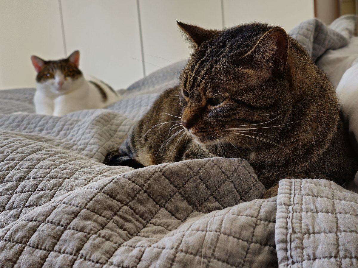 DocAlehandro's tweet image. Oceani lenzuolosi per sirenotti felinosi.